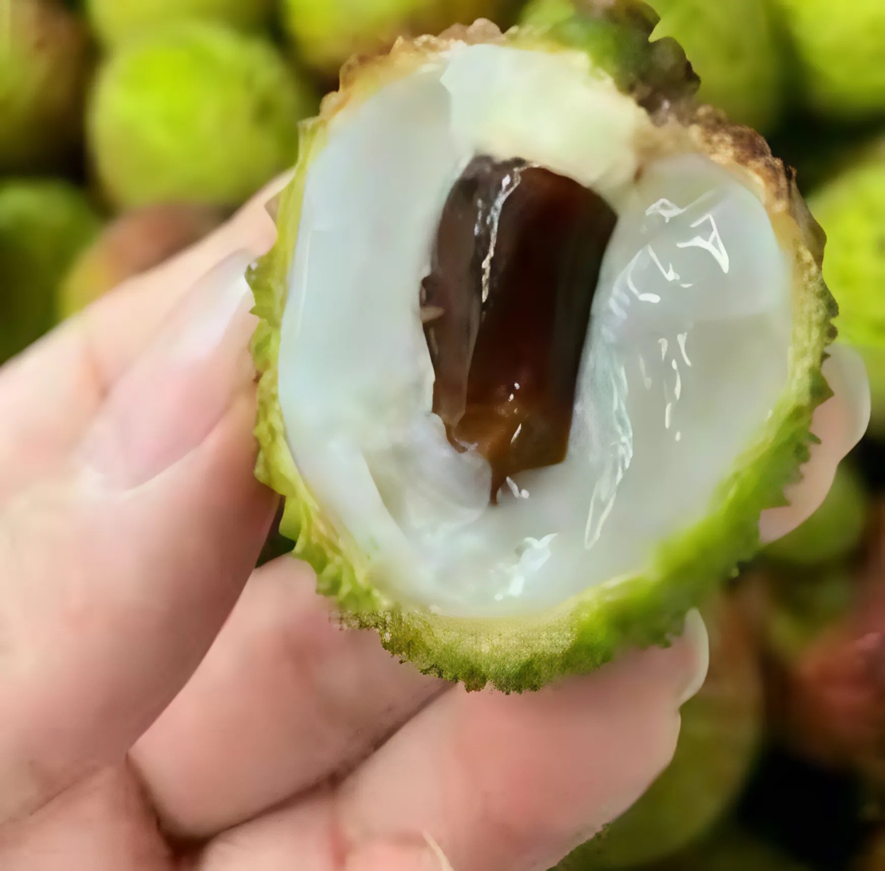 Minyak kacang Peru