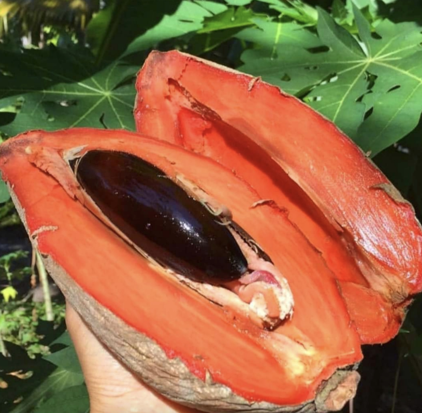 Buah sapote semula jadi